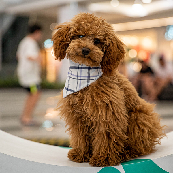 Reglamento para el ingreso y circulación de las mascotas