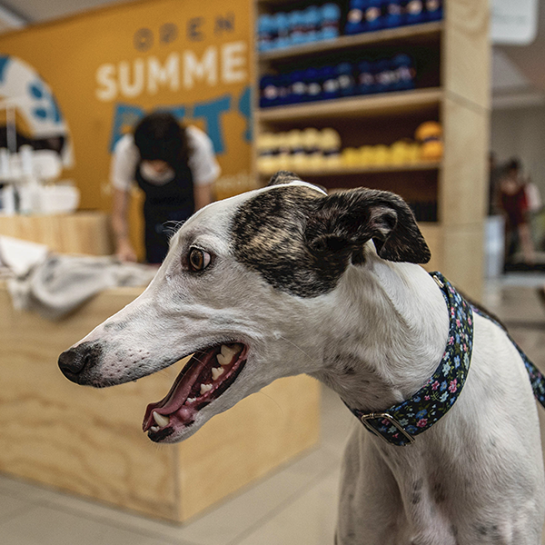 Open Summer Pets, un verano para mascotas