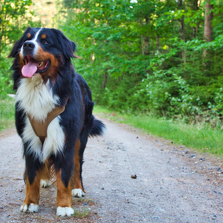 Pet Happy